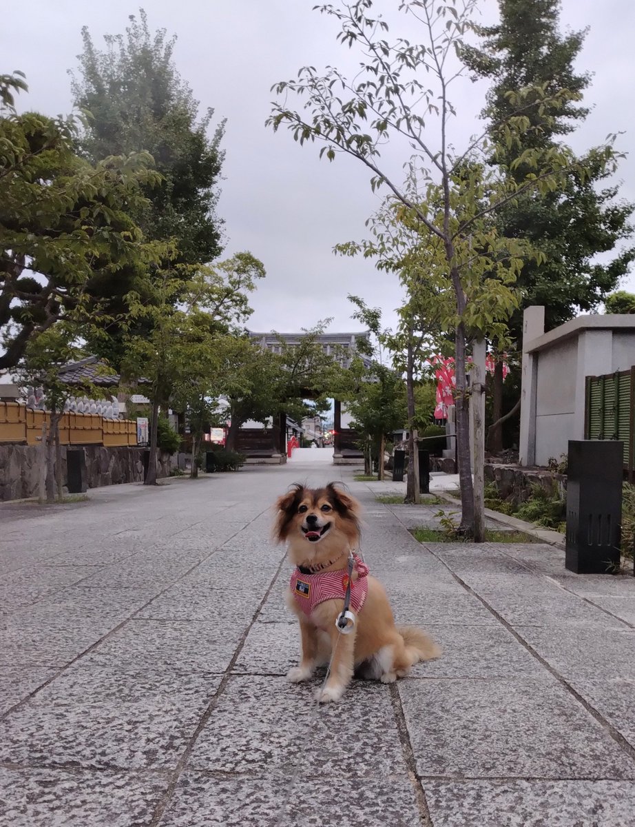 Haruka2Tom's tweet photo. 夕方は須磨寺へ🐕️
今日も亀さんたちにご挨拶🐢

#いぬとの暮らし 
#雑種犬 
#須磨寺 https://t.co/cLZA1iRvSp