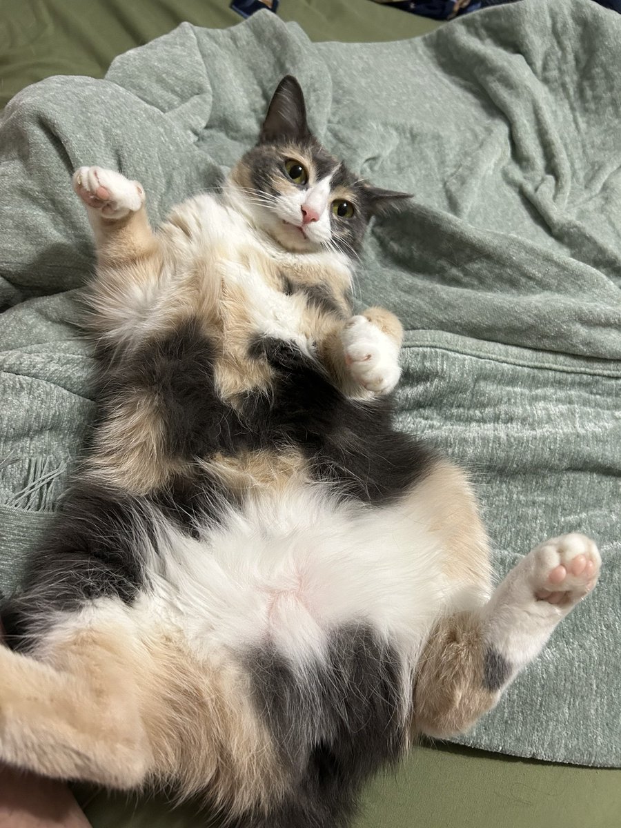 oreoeocat's tweet photo. Who wants to rub her tummy? https://t.co/svGOYVMCfr