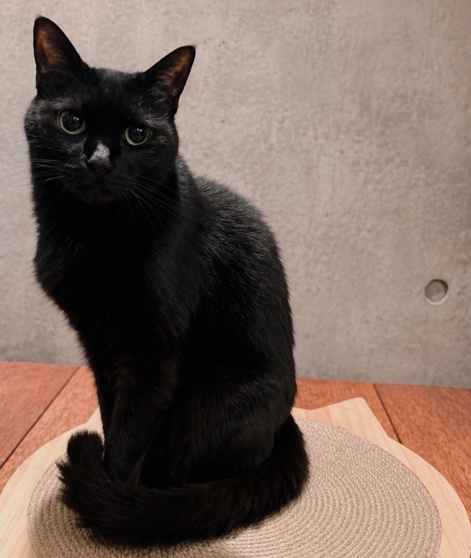 rue_lle's tweet photo. ウチでの暮らしはどうかな？一緒に居てくれてありがとう #黒猫感謝の日 https://t.co/yf6TIlbiHU