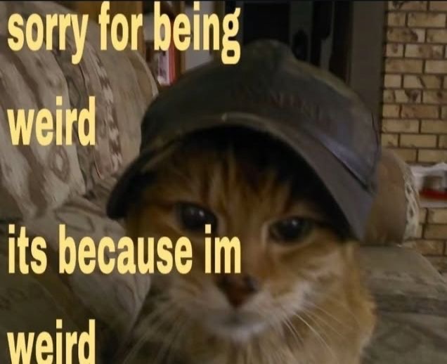 sillymeow4u's tweet photo. https://t.co/kCdJUATyOn