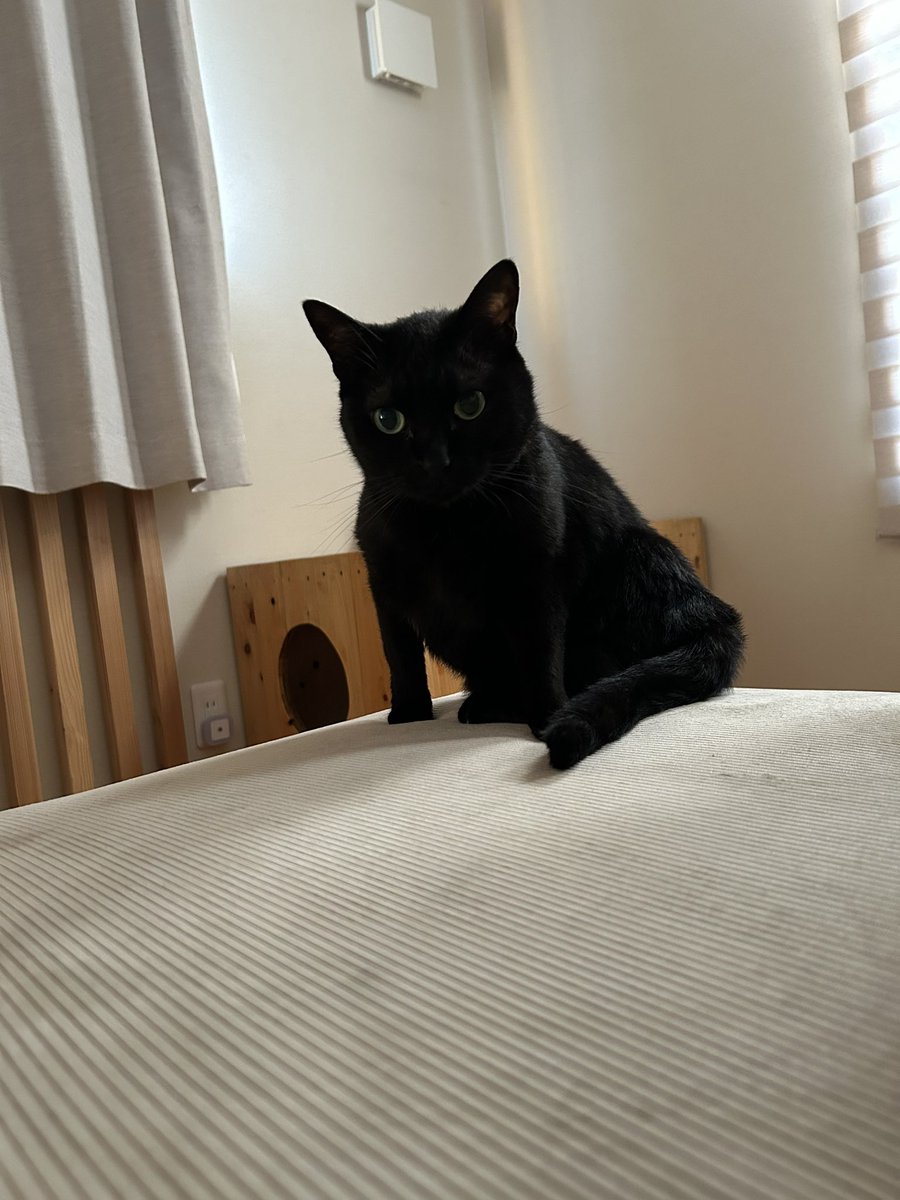 seamochan2's tweet photo. #黒猫感謝の日 https://t.co/yxYFWfv05C