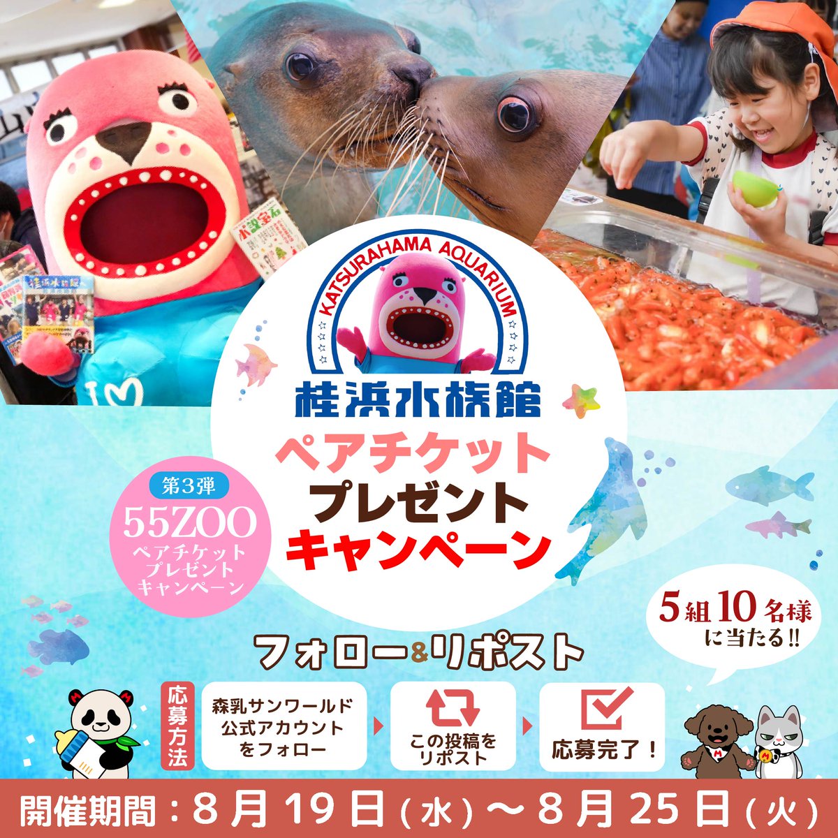 morinyu_pet's tweet photo. ╭────── ❁ ❁ ❁ ──────╮
　　　　　　第3弾 55ZOO
  ペアチケットプレゼントキャンペーン
╰────── ❁ ❁ ❁ ──────╯

森乳サンワールドから
55周年の感謝の気持ちを込めて🍼

おとどちゃんに会いに行こう🌊
🦭桂浜水族館🐟
ペアチケット(招待券大人用2枚)が
抽選で合計5組10名様に当たる🎫

【🐧応募方法🐢】
❶このアカウントをフォロー
❷この投稿をリポスト(引用リポスト対象外)

【📅応募締切⏲】
8月25日㈫23:59まで
たくさんのご応募お待ちしております✨