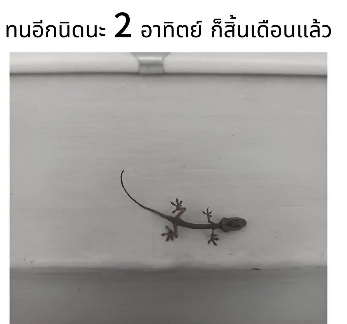 SABENZZ's tweet photo. รีวิวชีวิตกุตอนนี้ : https://t.co/xZLSAsHK62