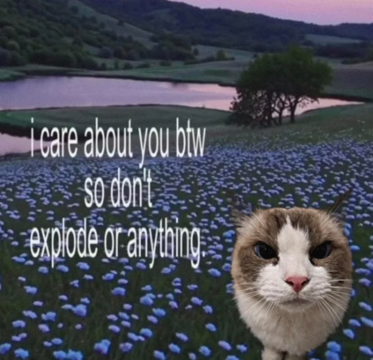 sillymeow4u's tweet photo. https://t.co/BfKZXlApyb