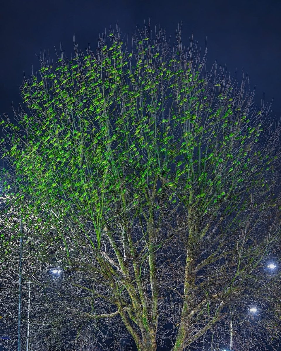 barbie_context's tweet photo. Un árbol en Londres parecía estar lleno de hojas, pero en realidad estaba cubierto de periquitos. https://t.co/LBDpP3nrL8