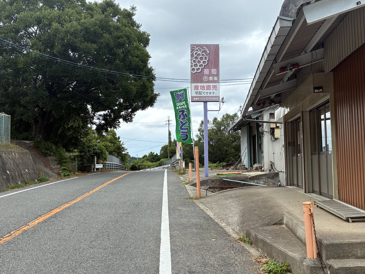 FreeBirdEye's tweet photo. 直売所のブドウ求めてこちらも久しぶりの #御座峰 へ！マルキ農園さんで購入したのはマスカサーティーンという新品種のブドウ🍇調べたらシャインマスカットとロザリオロッソとの交配種、もちろん皮ごと食べれて糖度も高く甘かった♪ https://t.co/suzPZ45nHI