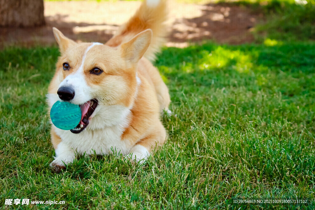 vespakeizo's tweet photo. My little pup just hit his 6-month milestone! Seeing him go from wobbly newborn to zooming furball fills my heart with pure joy . The best adventure is watching him grow up! https://t.co/MXU2rwIYbL