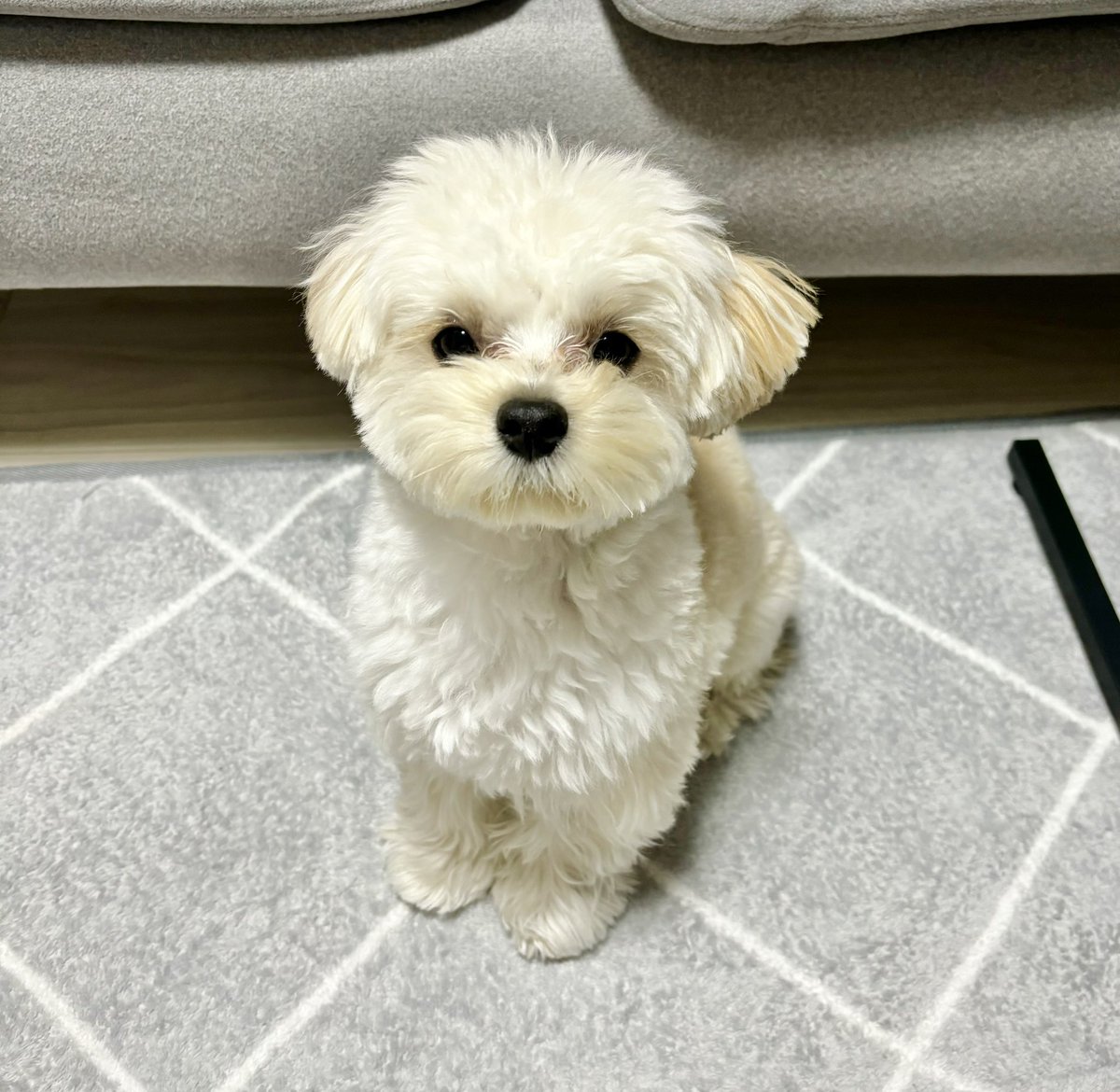potato_maltipoo's tweet photo. 連休明け、お留守番させられて不満をあらわにする犬＿＿＿＿ https://t.co/fq8daUwilU
