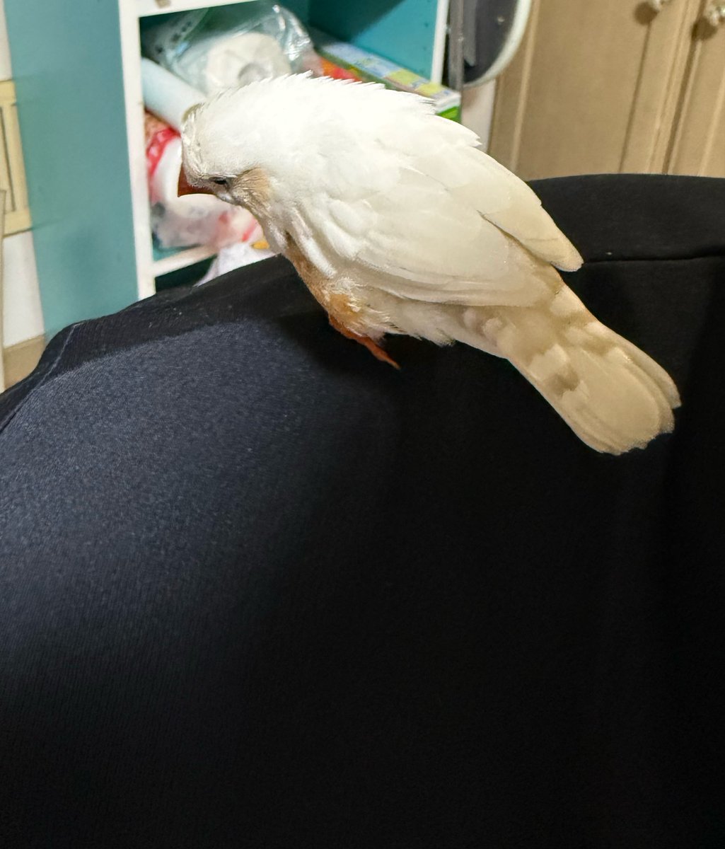g_vmxy's tweet photo. 友人が、迷い鳥、保護しました。
キンカチョウらしいです。

大分市坂ノ市周辺です。
今日、夕方、17時ころ
かなり人慣れしてます。
交番にも届けてるそうです。

#キンカチョウ 
#迷い鳥 https://t.co/Z9qKRnouio