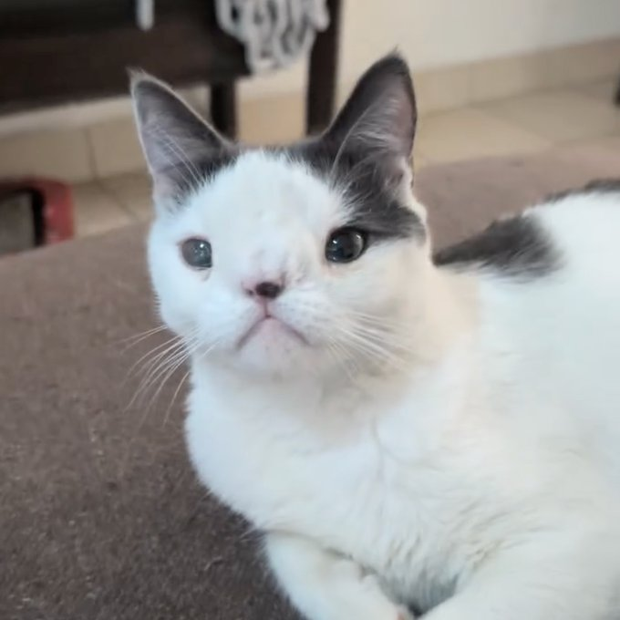 Ni99errrr's tweet photo. Robert the Orc cat could be the next giga-viral animal gem
His pinned TikToks are already at 25.8M, 4.9M and 1.7M views, while this Reel has 25K+ likes.
https://t.co/liti9lQNCO
https://t.co/jvjDE0RkXQ
He looks uncannily like Bolg, the orc from The Hobbit. One of those instantly recognizable faces that can become a reaction image, edit or meme in basically any context.
Gross but cute af. Early.