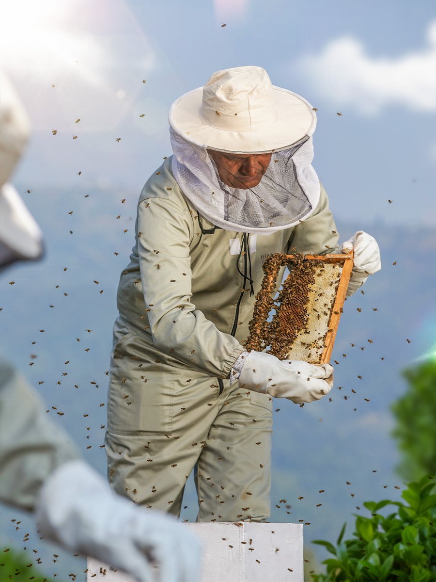 HimalayanT68148's tweet photo. The making of something rare begins long before the bottle.

In the hands of those who understand the rhythm of the Himalayas.

#MaraniHoney #HimalayanTreasures #ChestnutHoney #RarestHoneyOnEarth https://t.co/fOnFeNfVN0