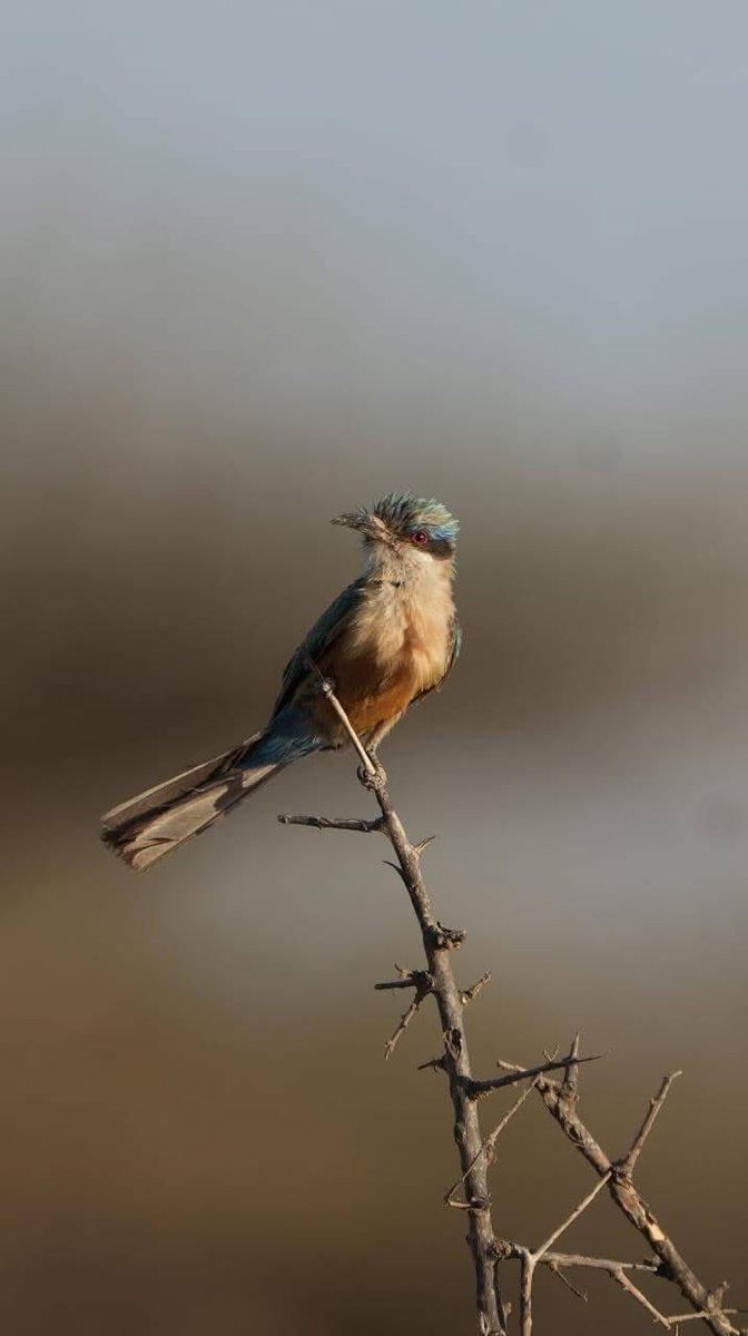 SIEP_INSTITUTE's tweet photo. Somali bee-eater (Merops revoilii) photographed af carmo Northern east of the country on June, 2026 https://t.co/flfOYuoIJK