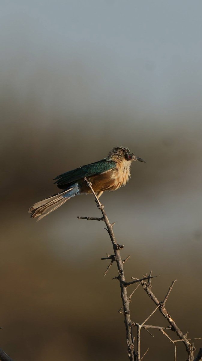 SIEP_INSTITUTE's tweet photo. Somali bee-eater (Merops revoilii) photographed af carmo Northern east of the country on June, 2026 https://t.co/flfOYuoIJK