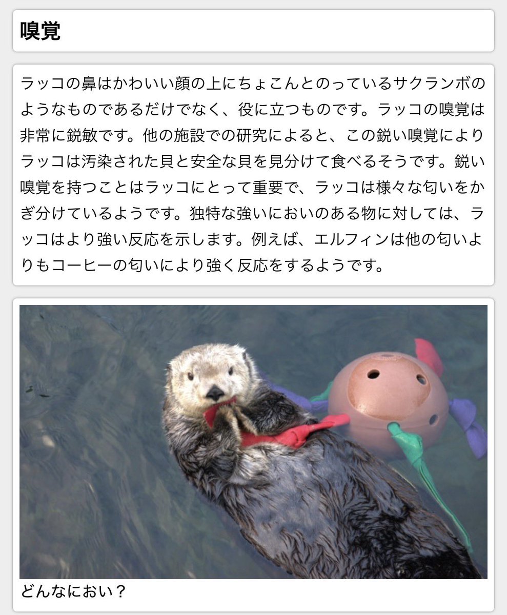 lastlovelatter's tweet photo. 匂いに敏感なラッコ先生

#ちいかわ https://t.co/Sqz4akGCrj