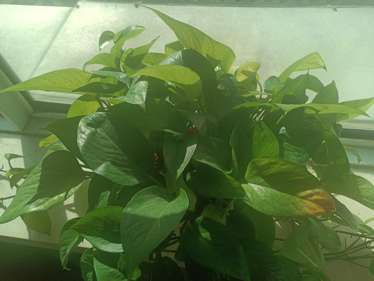 FloroJordan1's tweet photo. Keep your pothos thriving: place it in bright indirect light and water only when the top 2 inches of soil feel dry. Easy, low-maintenance green vibes for your space! https://t.co/NrD6iTMGEB