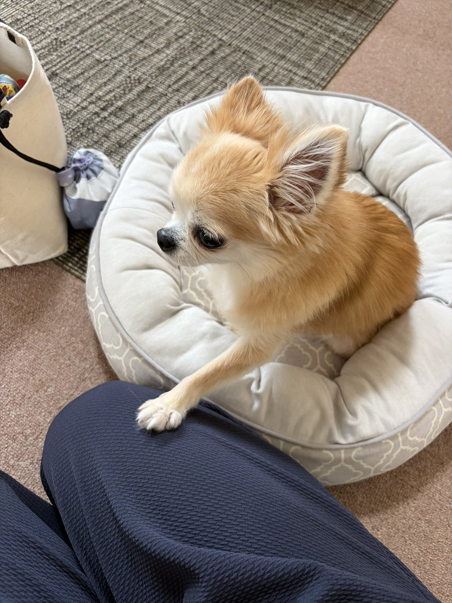 IsYg23's tweet photo. 実家の小さなお庭は
小さな🐕 ͗ ͗にちょうどいい #犬好き  #チワワ  #シニア犬  #犬いる暮らし  生まれつき #股関節脱臼 https://t.co/1FqK4paSdM