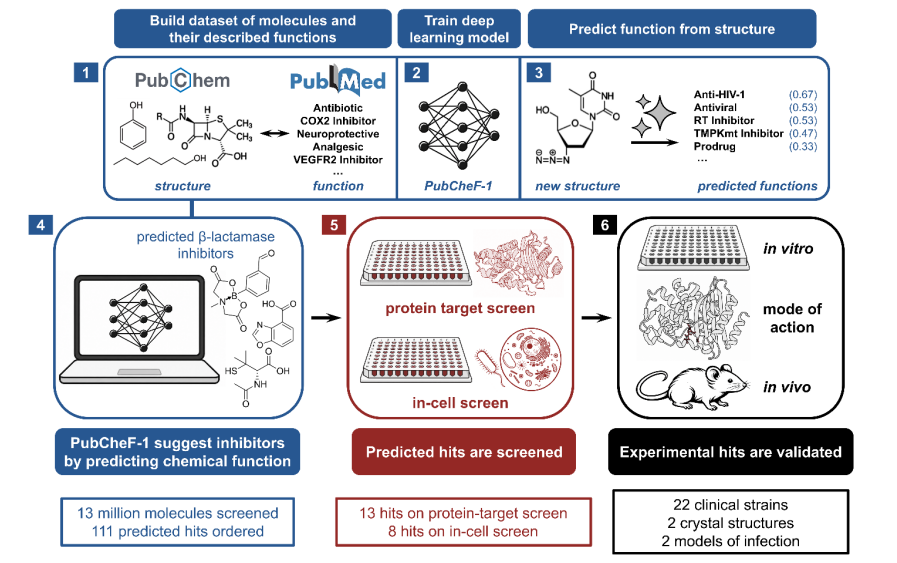 kosonocky's tweet photo. Can we use human language to predict novel bioactive molecules that work in vivo?

In our new paper, we trained a deep learning model on a dataset derived from PubMed text and used it to discover novel antibiotic co-inhibitors that reduced infection burden, even in mouse models! https://t.co/1DuFieG4S0