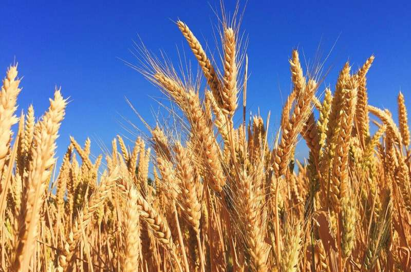 2026Adv12990's tweet photo. Wheat gene behind Hessian fly resistance cloned after 50-year search read more: https://t.co/GTPFN7Qtcv To Know More Information About Adv. PSPB 2027 Visit Our Website: https://t.co/GhkmIHgomg #plantbased #crops #farming https://t.co/Lh7mtrRkcp