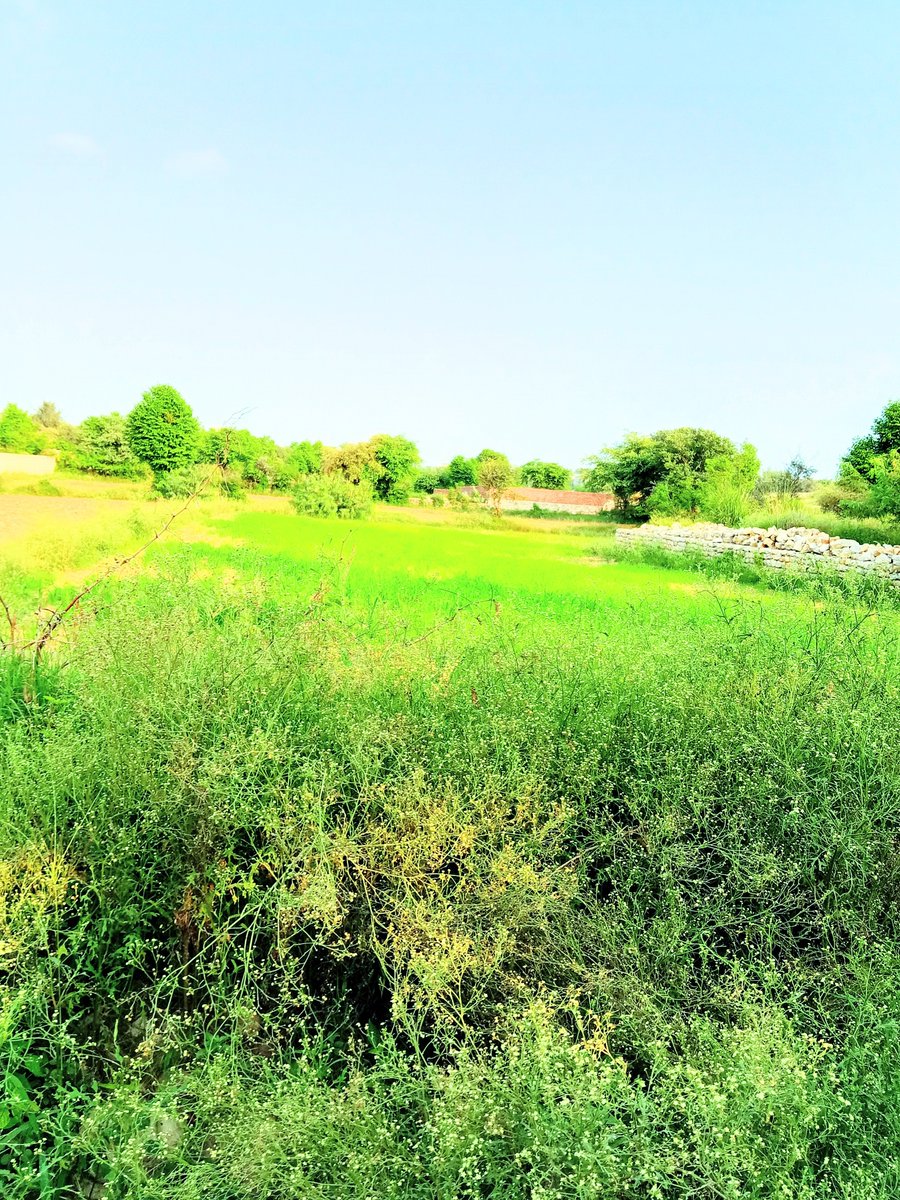 EarthInFraaq's tweet photo. Beautiful park view https://t.co/c9SBug4D64