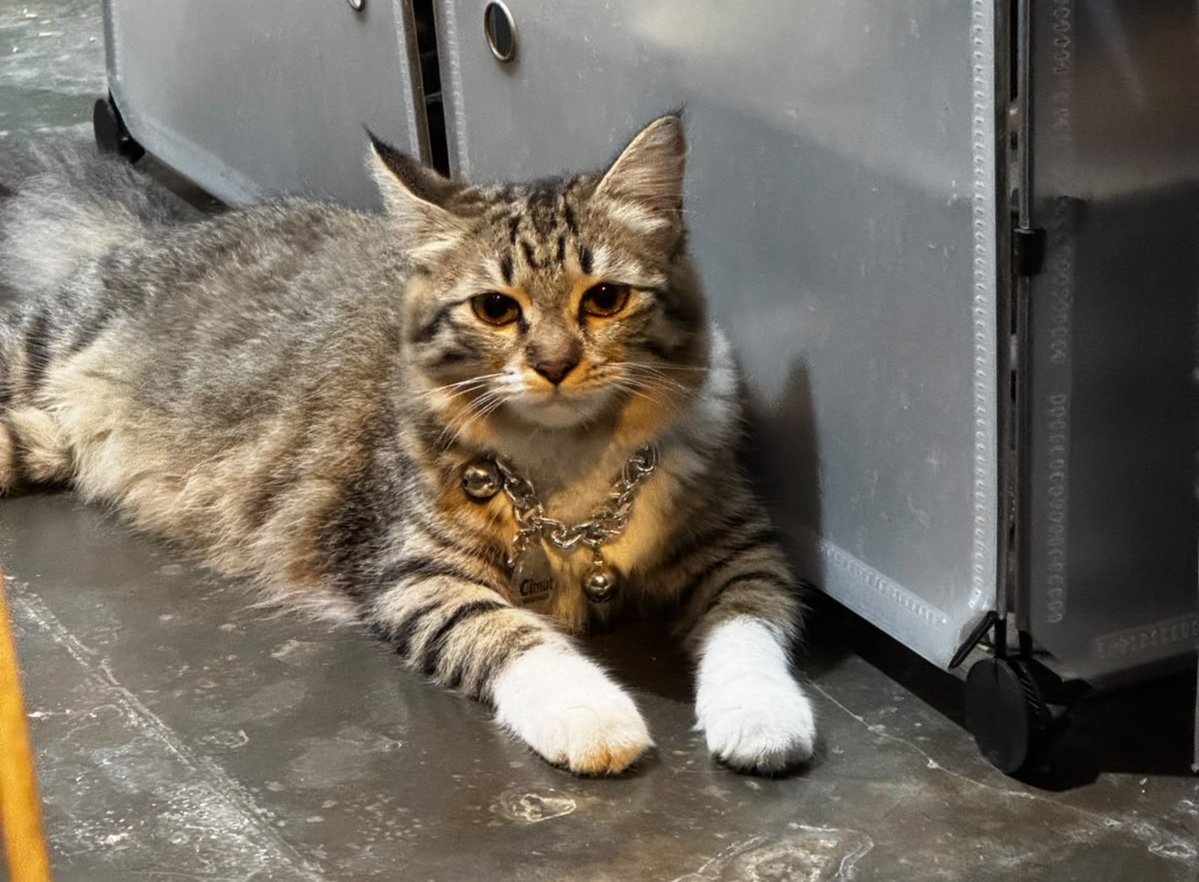 aisorangaring's tweet photo. Pls X do your magic, temen temen yang tinggal di daerah jakarta barat khususnya sekitar meruya-kembangan boleh info yaa klo liat kucing kaya di foto. Namanya cimut, betina, pake kalung rantai silver ada ukiran namanya sama nomor telpon, boleh diinfo ke aku ya guys klo liat🥺 https://t.co/o8nKQoRYpe