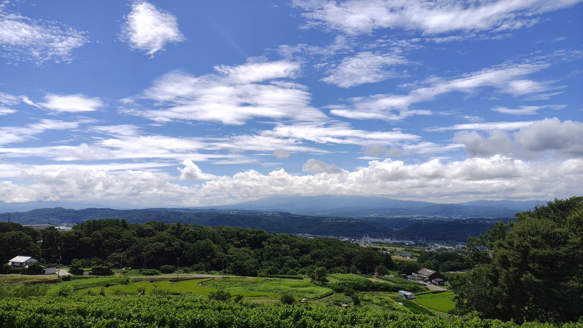 lovesnowshill's tweet photo. 市内のお気に入りのヴィンヤードにて。
爽やかな夏休みを過ごしています。
色づいている葡萄、今年は少し早めとのこと。予定が合えば刈り入れに参加しようかな。 https://t.co/CZZFZebqx6