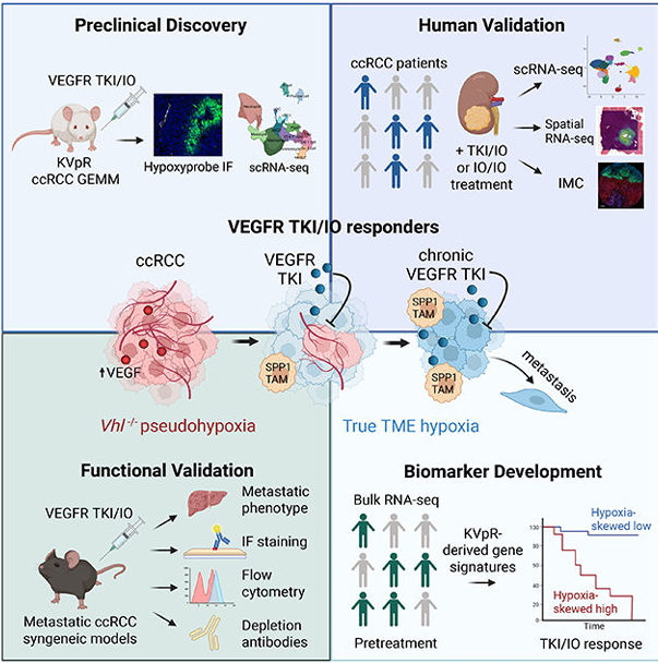 Uromigos's tweet photo. @arihakimi joins us with Lyn Voung to discuss a recent #cancercell paper which explored the impact of TKI-induced hypoxia in their RCC mouse model.

https://t.co/kEfYiyfAiZ https://t.co/CCJ2ajOogT