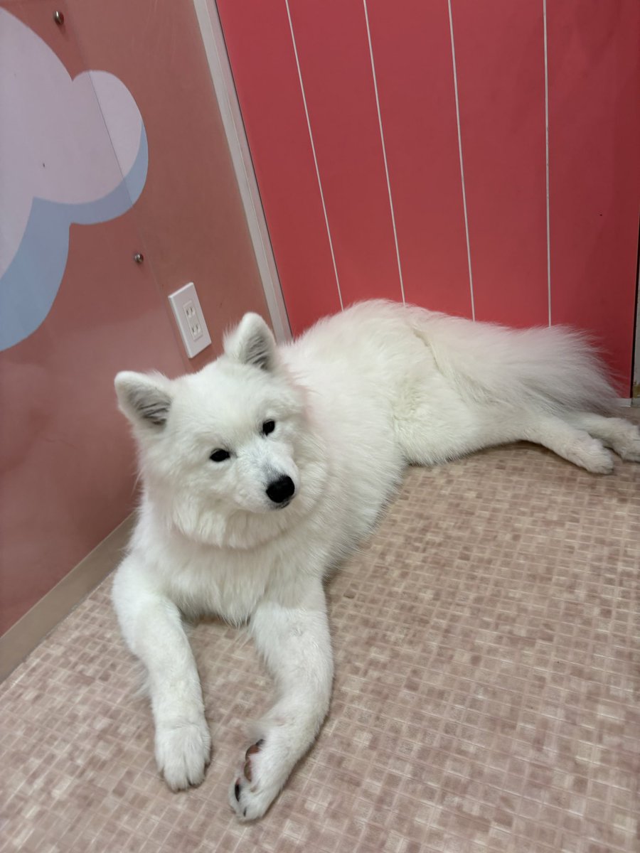 samoyedsmile1's tweet photo. 今日は私の場所だよ🤫 https://t.co/ZB9sFNbVfK