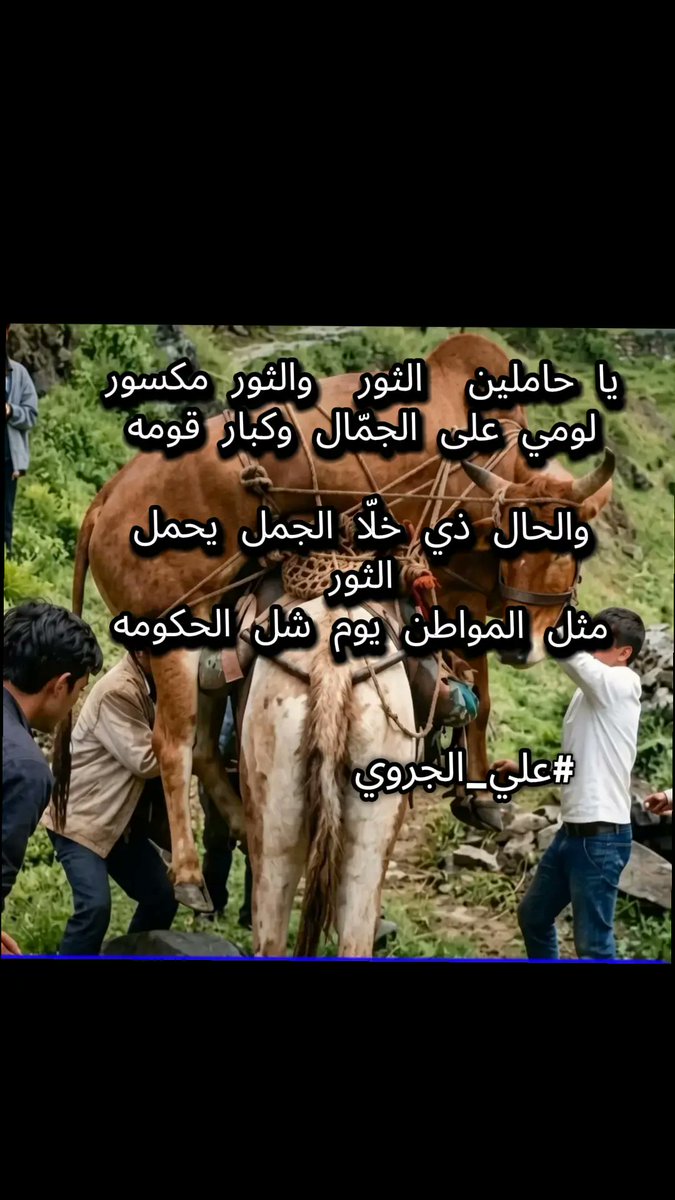 ali_garwi's tweet photo. يا حاملين الثور والثور مكسور 
لومي على الجمّال وكبار قومه 

والحال ذي خلّا الجمل يحمل الثور 
مثل المواطن يوم شل الحكومه 
#علي_الجروي https://t.co/X70SAADpZq