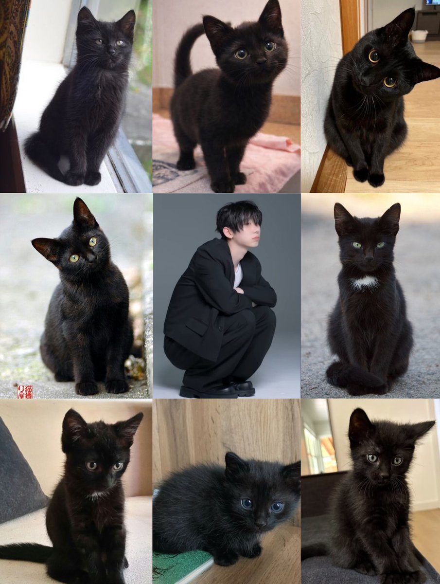 pakkan_dulset's tweet photo. Park Han = 🐈‍⬛️
Hani hidden among black cats from @.hantukin_zzz 🙂‍↕️  https://t.co/BYnrTFtb9m

#AHOF #아홉
#HAN #박한 https://t.co/ekz4RMfAul