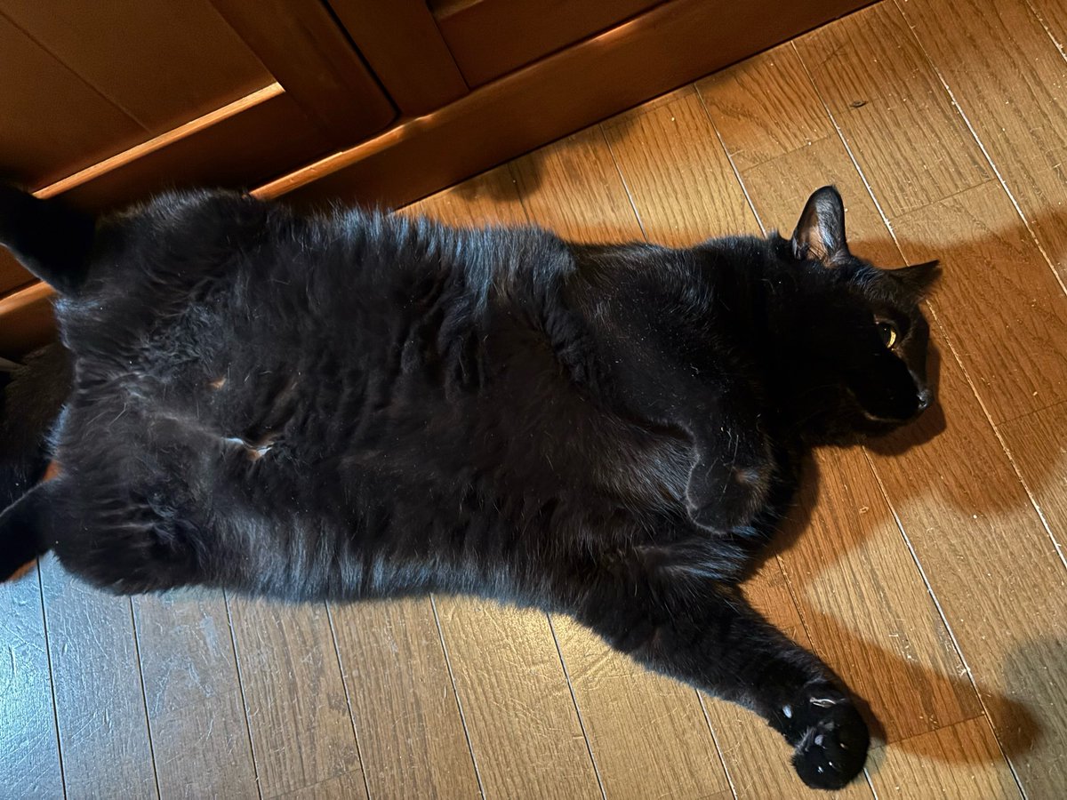 tlptmt97's tweet photo. 8/17は黒猫感謝の日だそうです。ももちゃんくろちゃんに感謝🐈‍⬛ https://t.co/m47aUwym8b