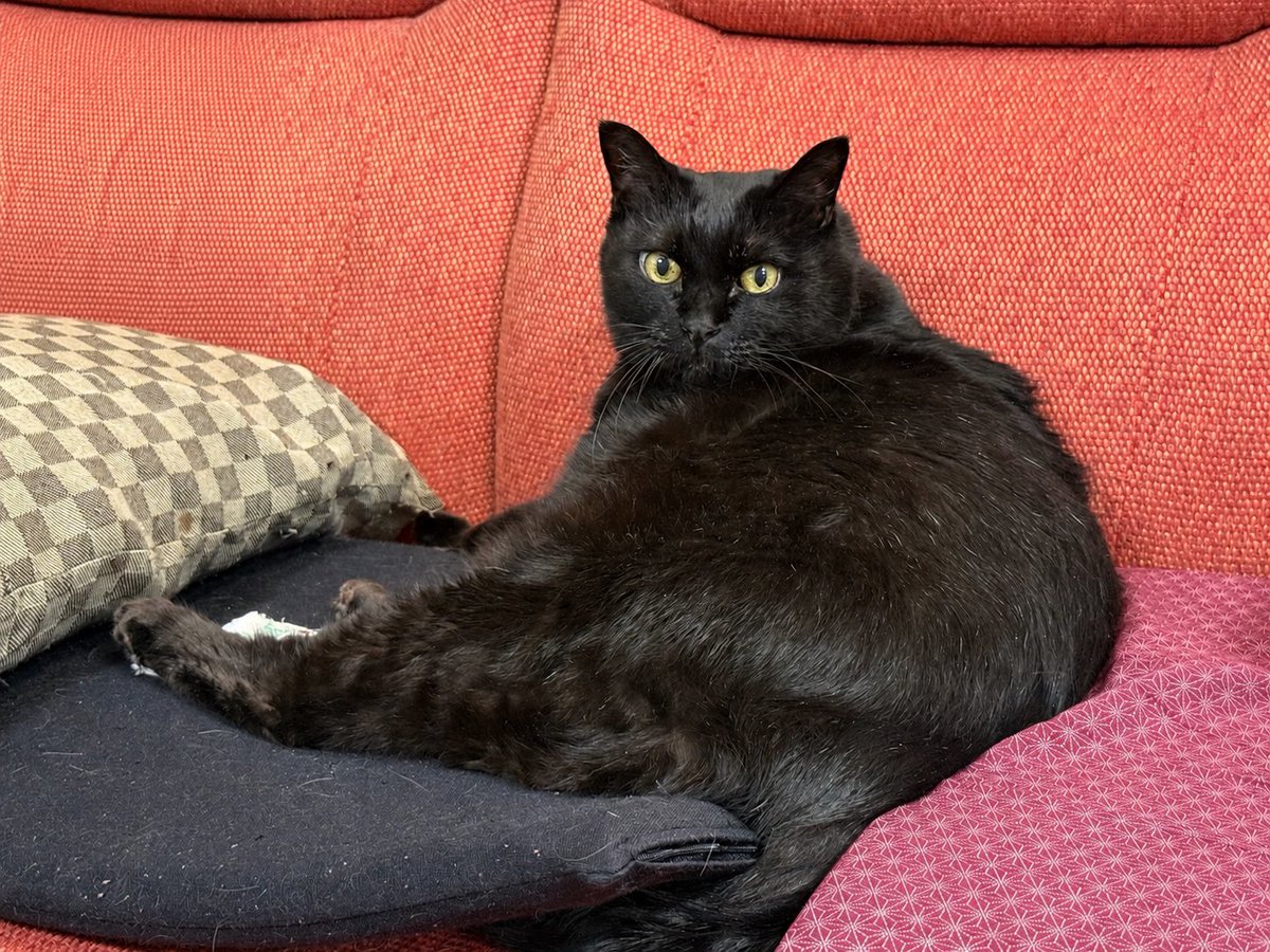 KAZZ10s's tweet photo. 今日は黒猫感謝の日ニャ
よーく感謝するようにニャ🐈‍⬛ https://t.co/e8p0RvhYOz