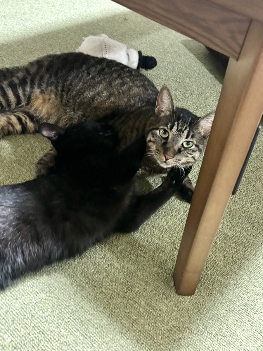 Abechi_Pe's tweet photo. なんと！
今日は全米黒猫愛好デーとのこと！！
ここは日本ですが、是非うちのイタズラっ子を見てやってください🐈‍⬛
最近のブームは飼い主が使うタオルケットをかじって穴をあけることです🕳️ https://t.co/1kqdzVOIYq