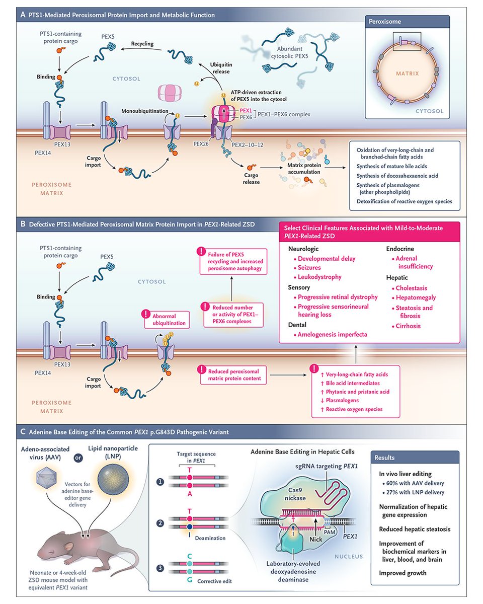 NEJM's tweet photo. Clinical Implications of Basic Research: Gene Editing, Peroxisomal Disorders, and Treatments for Rare Disease https://t.co/pGRqwdJQIh 

#Genetics #Gastroenterology https://t.co/hsNQyQROft