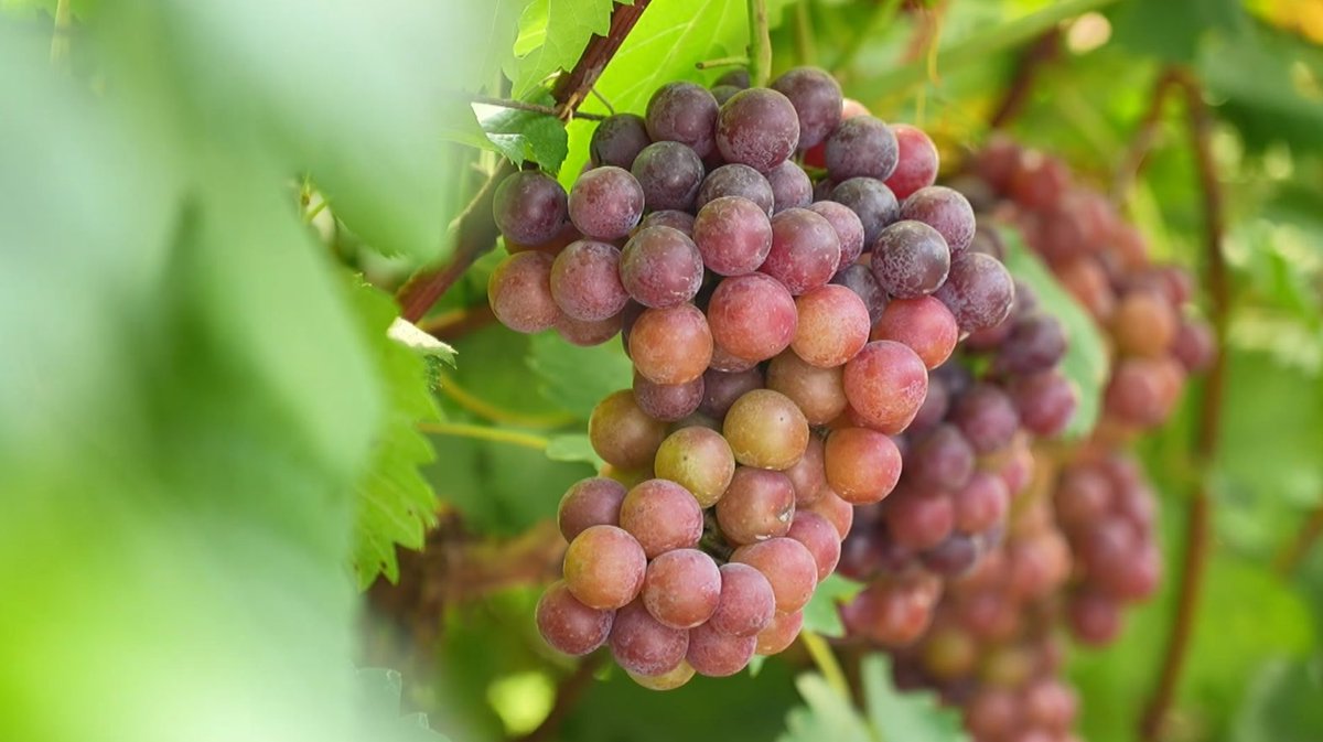 YCTV17's tweet photo. Yichun, China: 20,000 catties of grapes come out of the village! The "sweetness" here is soaring.

中国宜春：2万斤葡萄出村！这里“甜”度飙升。

#CharmOfJiangxi https://t.co/qJtDW9XGsp