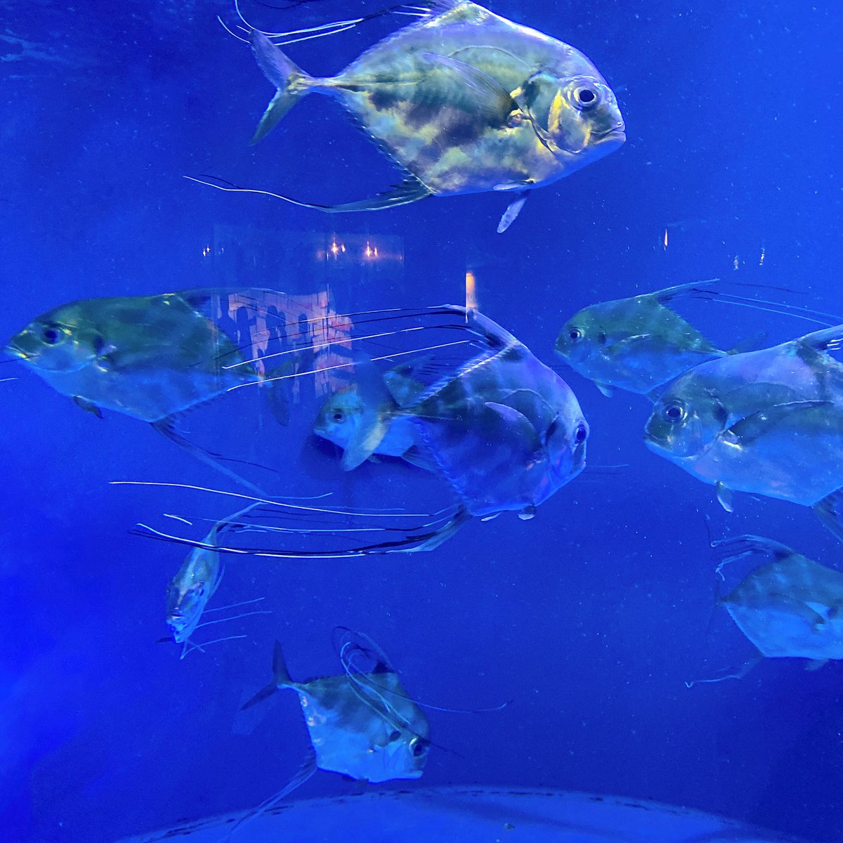 yuduki808's tweet photo. イトヒキアジ🐠水族館でみてキレーって思って検索したら、美味しいらしい！見る目変わった！笑 https://t.co/u8nfEsnhiJ