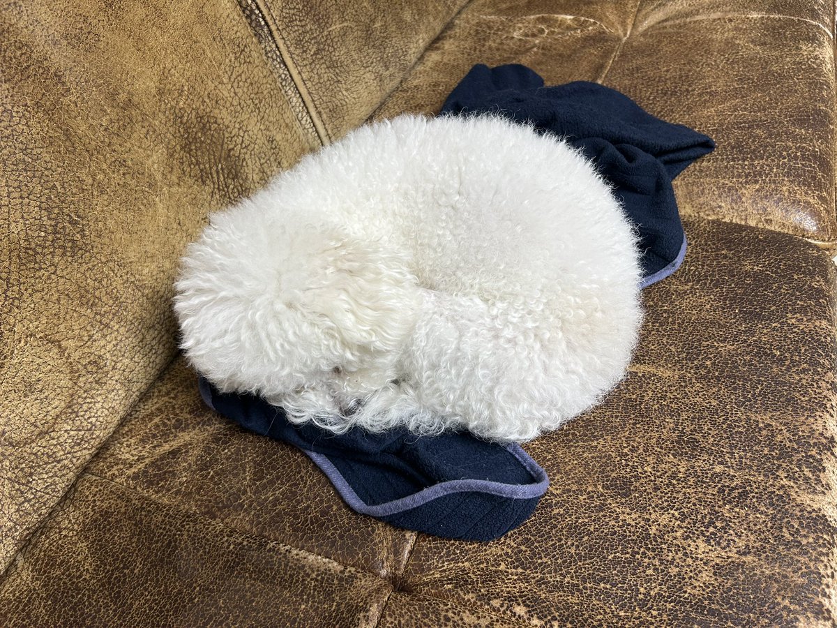 MungButler's tweet photo. 왠일로 혼자있지 https://t.co/v8whTPZdgm
