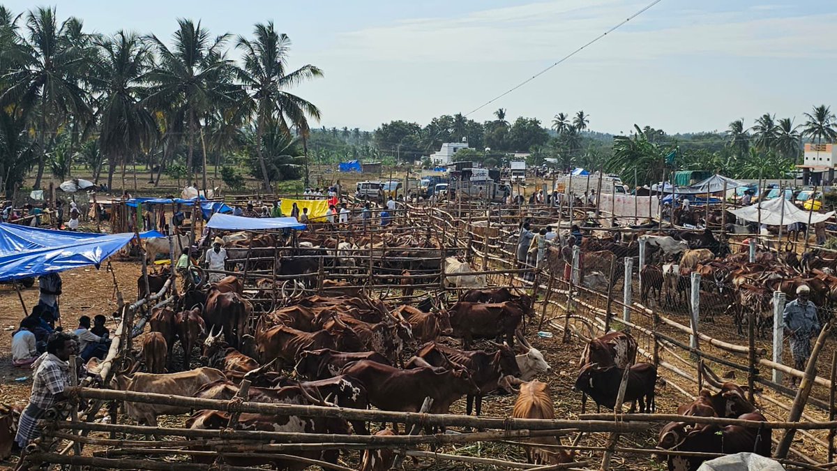 Shankaboyy's tweet photo. தமிழகத்தின் ஈரோடு மாவட்டம், அந்தியூரில் உள்ள புதுப்பாளையம் அருள்மிகு குருநாதசுவாமி திருக்கோயிலின் ஆடிப் பெருந்திருவிழா மற்றும் தேர் திருவிழா♥️👌 https://t.co/4JXuilbtnM