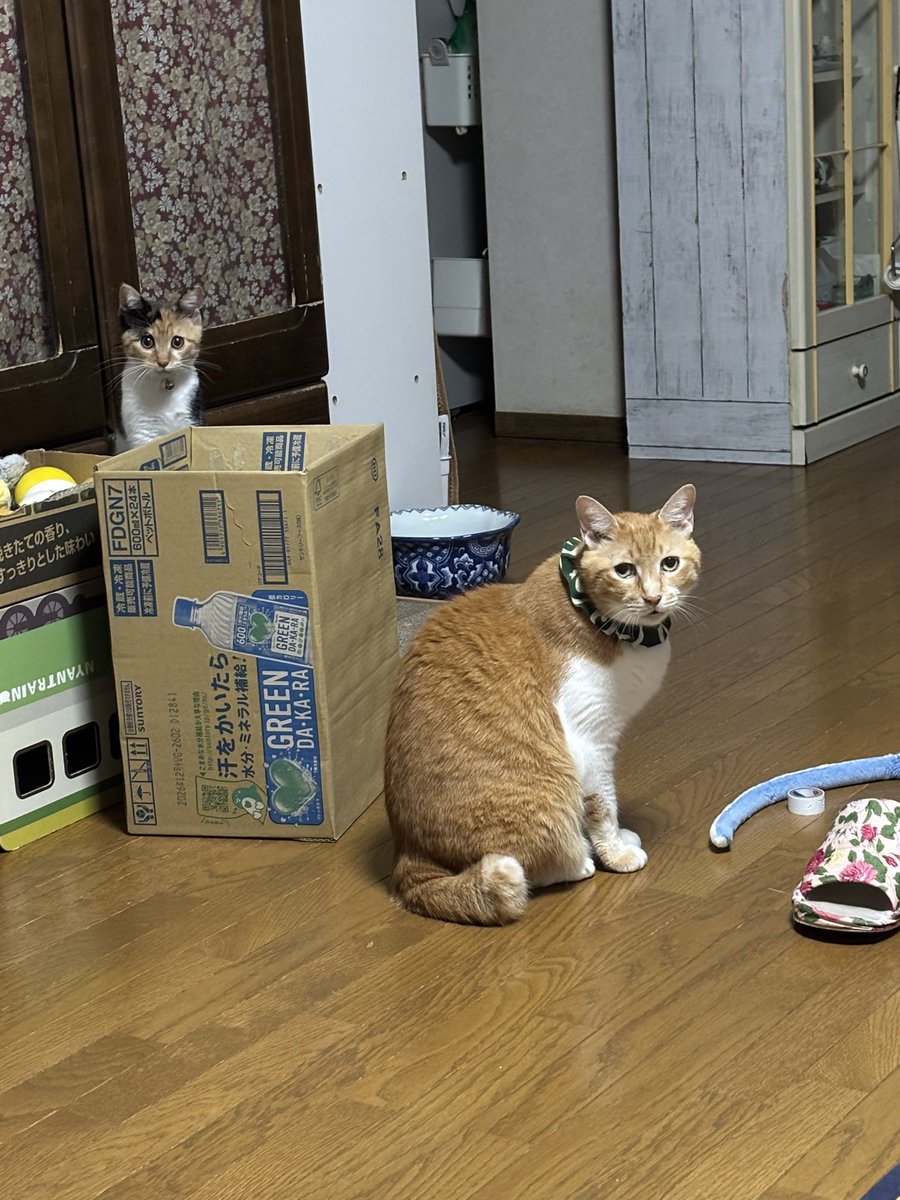 rui_sora's tweet photo. チャトラの先輩後輩 https://t.co/thSUVfGXZ1