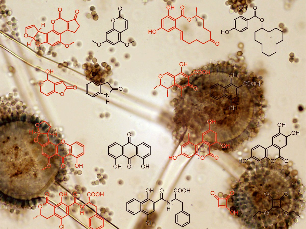 Toxins_MDPI's tweet photo. 🧪🔬 Mycotoxins-Imprinted Polymers: A State-of-the-Art Review
MIPs mimic antibodies for selective mycotoxin extraction. Covers mimic templates, real samples, MSPE & SBSE.
🔗 https://t.co/ymc4SojSFP
#MolecularlyImprintedPolymers #Mycotoxins #FoodAnalysis #SPE #FoodSafety https://t.co/1FuwbZFOmA