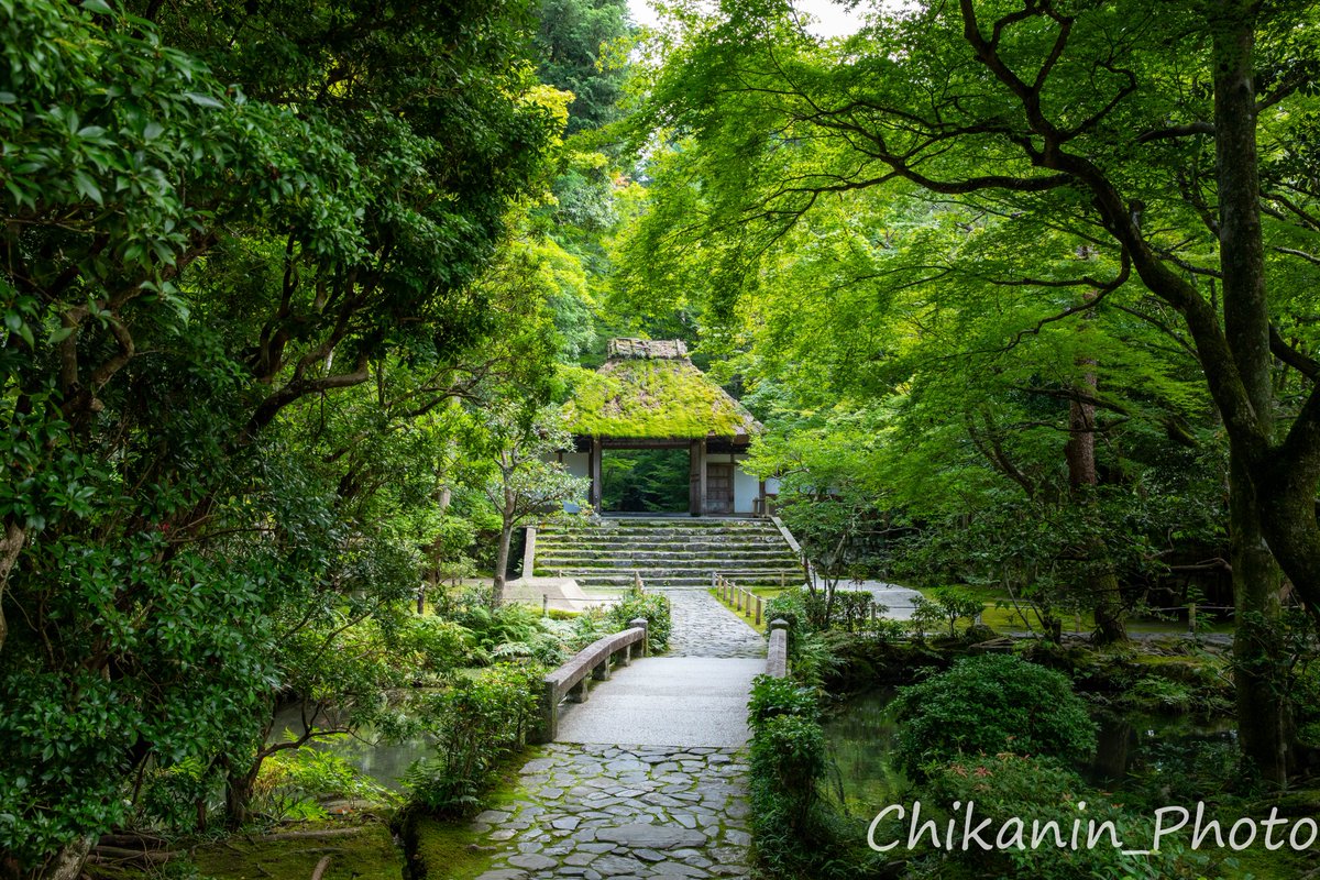 Chikanin_Photo's tweet photo. おはようございます😌

#法然院 
#そうだ京都行こう https://t.co/efLlMTkkzq