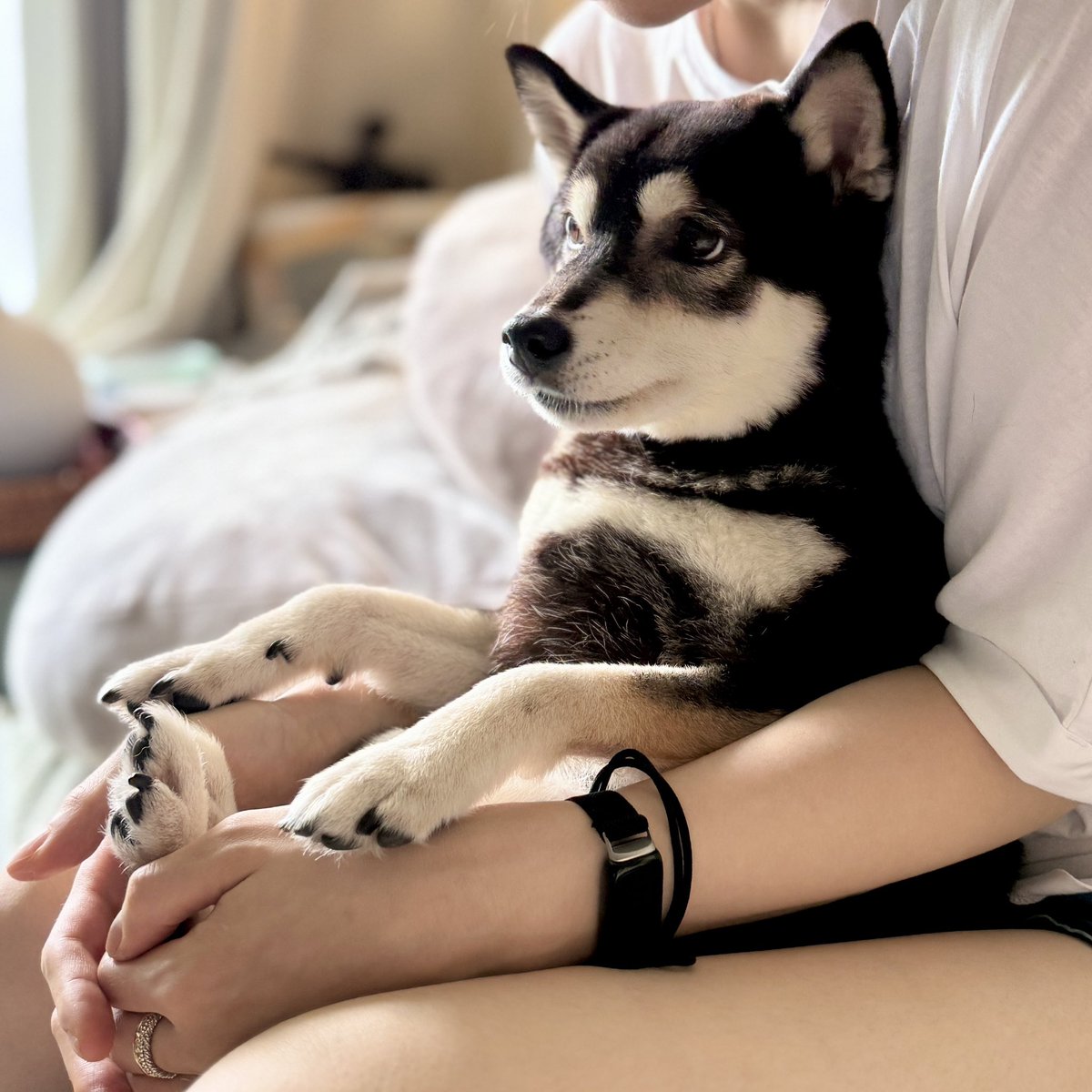 h1c__'s tweet photo. ぬいぐるみ犬🧸 https://t.co/LC8EcVJJ4T