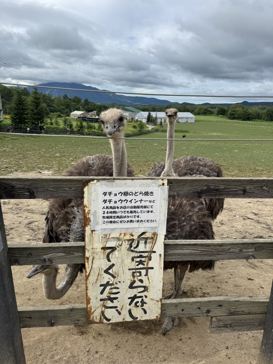 chitose511's tweet photo. 初ニセコ。
家族旅行なので子供とアクティビティを楽しんだりしてるけど、本当は詐欺別荘とか詐欺会員制ホテル巡りとかしたかった。 https://t.co/r6yeohINmN