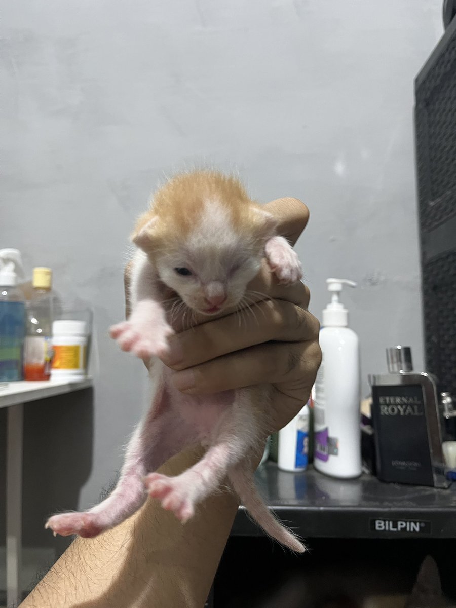 alwayshan_'s tweet photo. Guys dede bayi udh bisa buka mata sebelah https://t.co/Jb9ct60MHF