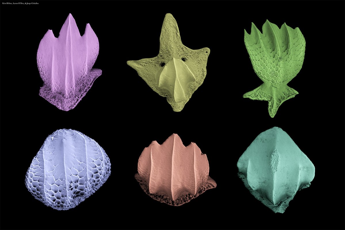 ScienceMagazine's tweet photo. Long before intensive human fishing began, Pacific reefs naturally supported far more sharks than Caribbean reefs, according to a new study in Science. 

The findings, based on an analysis of fossilized shark scales, suggest that differences in ocean productivity—and not fishing alone—have shaped shark populations for thousands of years, information that could guide future conservation efforts. 

Learn more: https://t.co/Qk6VDmpmLY