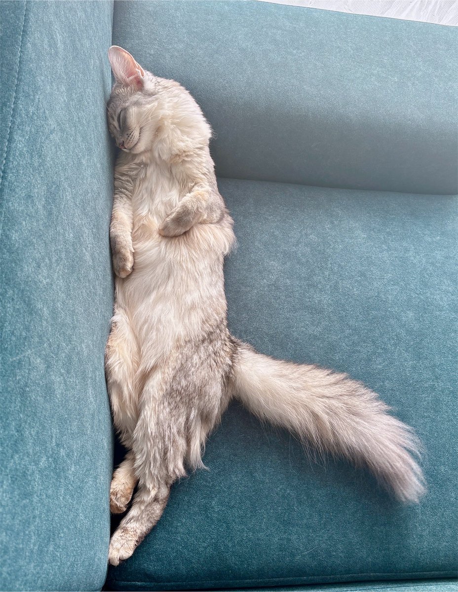soba____531's tweet photo. 仕事始まったらこのﾎﾟﾖﾎﾟﾖ昼寝姿も見納めか…🦭 https://t.co/OY7fbmBxG2