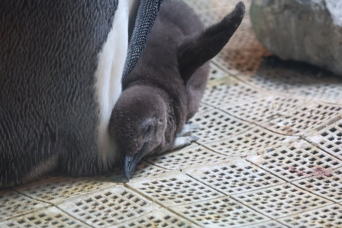 pengento42532's tweet photo. のび〜する短いフリッパー
 #長崎ペンギン水族館
 #キングペンギン https://t.co/5X4gMihPOy