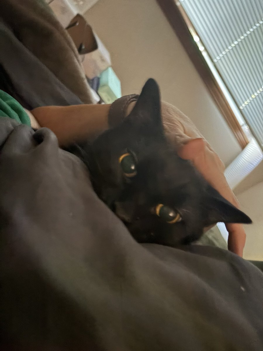 Aimerskee's tweet photo. @SimonsCat This is Bruce. He’s all black with gold eyes. He’s my baby https://t.co/i5oyq6WcYv