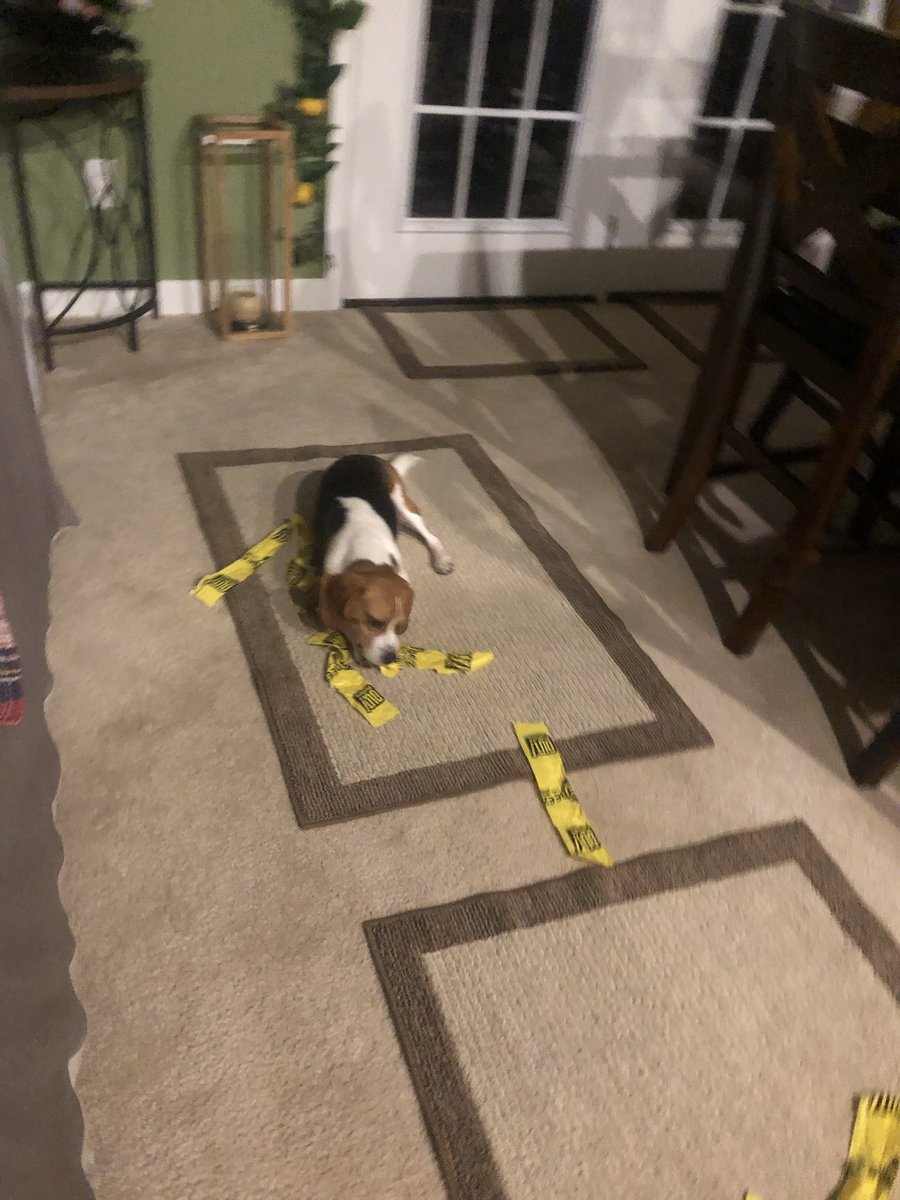 m1kewein's tweet photo. @beaglefacts https://t.co/qOhrOXucma