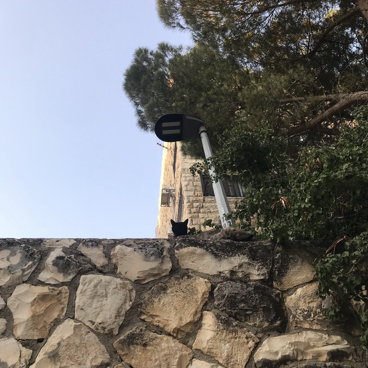 Israelnyan's tweet photo. ﾎﾟ。

今日もありがとう。
#猫 #イスラエル #cat #Israel
#חתול #עםישראלחי https://t.co/OIy9tSGDN7