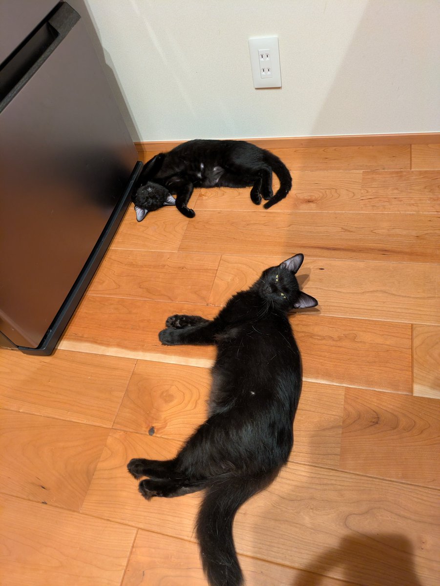 sadasium's tweet photo. 黒猫感謝の日
今年お迎えした保護猫2匹 https://t.co/dHIVWTJojU